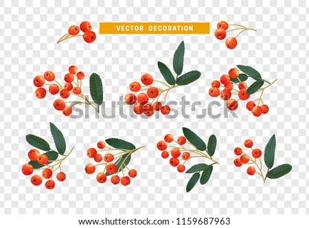 Berries rowan, realistic on branch with leaves effect transparent background. Royalty-Free Stock Photo #1159687963