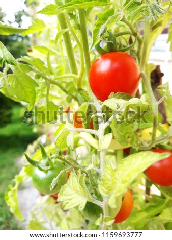 Picture of tomatoes from different angles