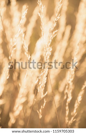 Selective focus dried grass background