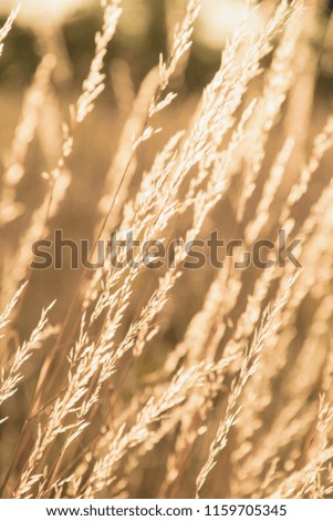 Selective focus dried grass background
