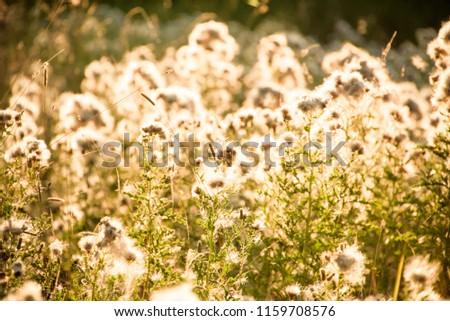 Thistles at sunset, Selective focus, Summer background.