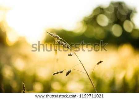 Wild grass meadow at sunset, Oxfordshire