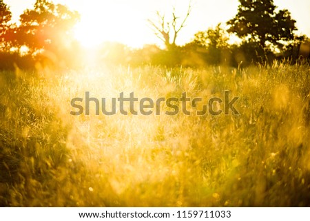 Wild grass meadow at sunset, Oxfordshire