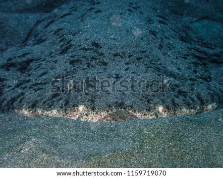 Angel shark in the sand