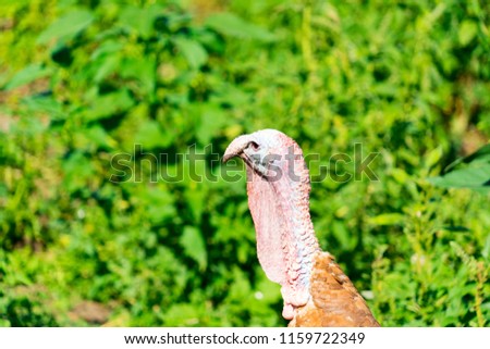 A picture of turkey made on the farm.