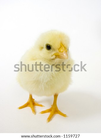 baby chick looking straight ahead