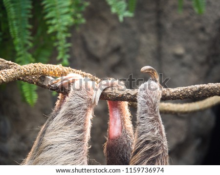 Close up view of a sloth's toes and legs as it is hanging upside down from a vine with stone and ferns in the background.