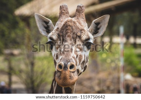 Giraffe Wildlife Amazing Animal