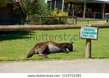 No Entry Kangaroo Rest Area: Cute furry brown kangaroo mother with the baby in her pouch in Victoria (Australia) close to Melbourne laying in the sun on a lush green grass lawn