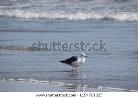 Seagull bird on beach.