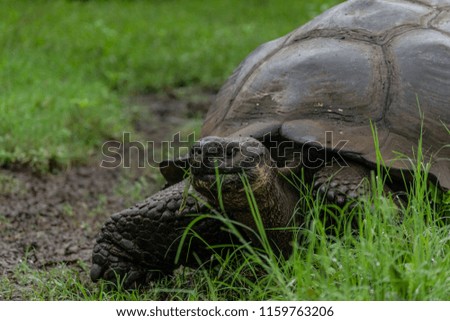 giant tortoise in Santa Cruz Island, Galápagos