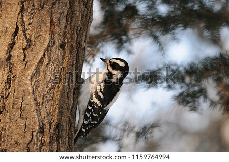 Woodpecker bird enjoying its environment.