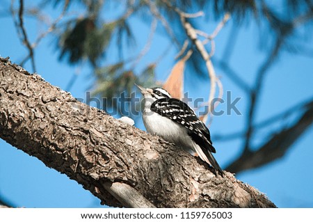 Woodpecker bird enjoying its environment.