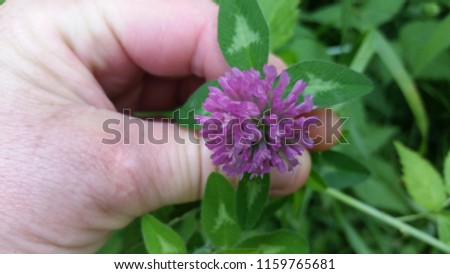 purple blooming clover 