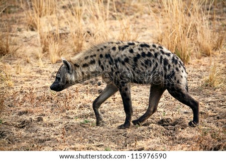 spotted hyena in luangwa park zambia