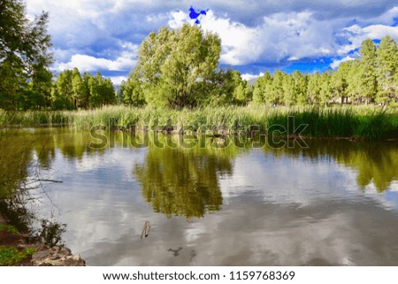 A lone tree stands apart from the pine trees in this shot of a pond reflection.