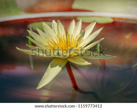 beautiful pink lotus in the pond in the park