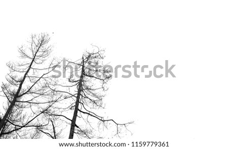 Big Tree Silhouette Photograph