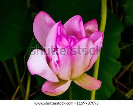 Beautiful pink lotus flower in a park close-up, On black background.