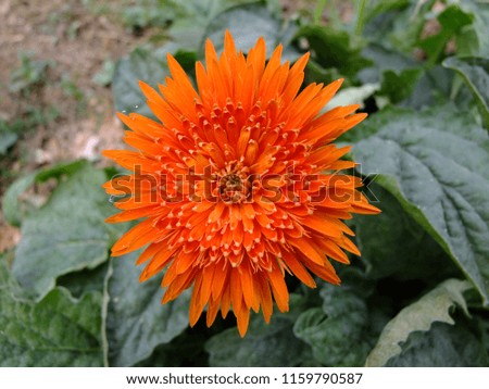 Chrysanthemums background flower