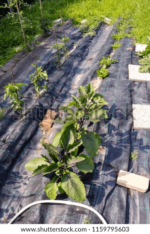 Photo picture of Melon plant in a vegetable garden