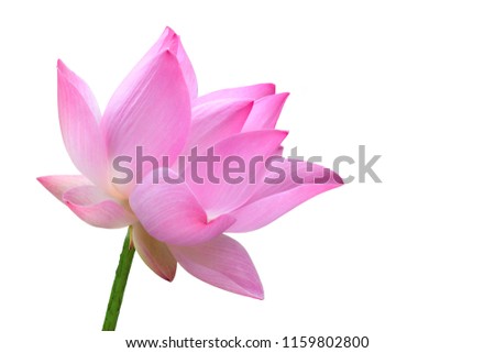 Close up pink lotus flower high resolution isolated on white background.