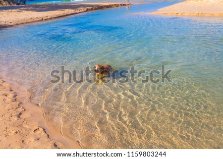 a dog swimming in the sea at Nai Harn beach Phuket