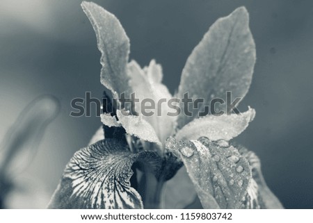 Iris flower blooming in the garden. Shallow depth of field. Black and white image.