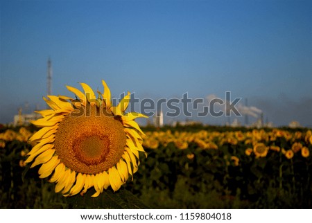 Sunflower close-up against the background of a field and a blue sky and smoking factory pipes