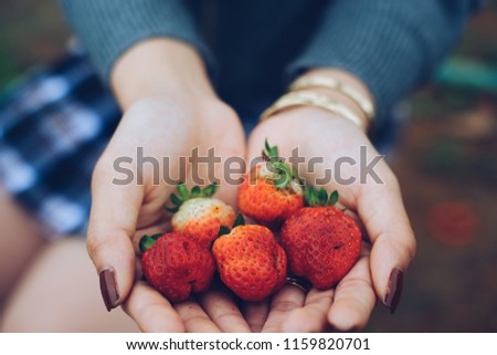 Fresh red strawberry in the garden. Royalty high-quality free stock image of fresh strawberrys in hand in farm, Strawberry is a nutritious and popular fruit