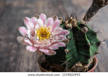 Cactus flower, Beautiful blooming wild desert