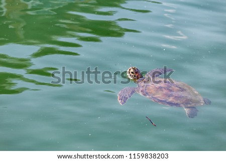 The loggerhead sea turtle (Caretta caretta). It is omnivorous, feeding mainly on bottom-dwelling invertebrates. Its large and powerful jaws serve as an effective tool for dismantling its prey.