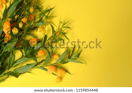Yellow fritillaria flower for background