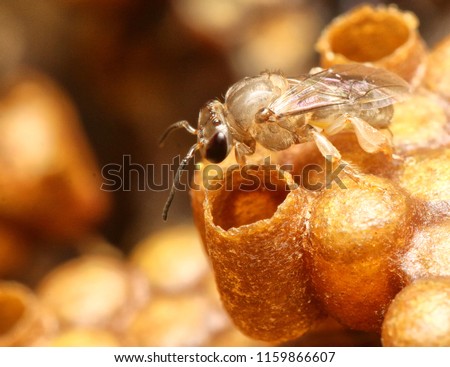 Stingless bee or kelulut in Malaysia is on of the most important pollinators for  major crops.
