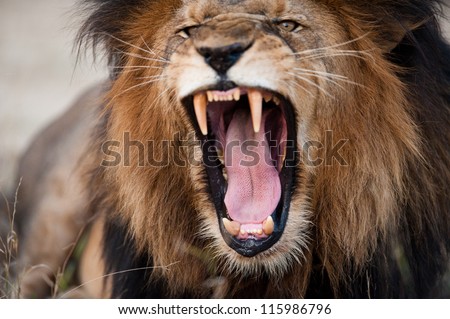 Angry roaring lion, Kruger National Park, South Africa Royalty-Free Stock Photo #115986796