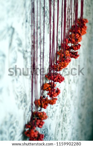 branches with red mountain ash hang on ropes in the form of decorations in the studio