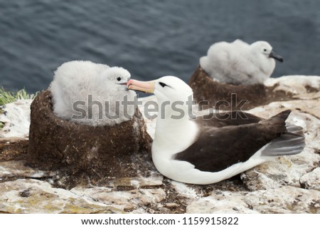 Close up of a Black-browed Albatross with a chick sitting in the nest, Falkland islands.