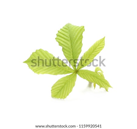Horse-chestnut (Aesculus hippocastanum, Conker tree) leaves isolated on white background