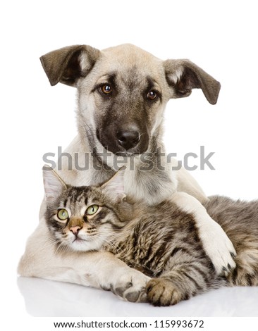 the dog hugs a cat. isolated on white background Royalty-Free Stock Photo #115993672