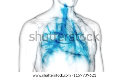 Human Respiratory System Lungs Anatomy. 3D