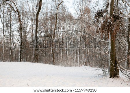 snow covered branches of trees without green foliage in the winter season, Frosty sunny day