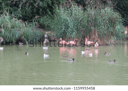 Pink flamingos, ducks and seagulls in a pond