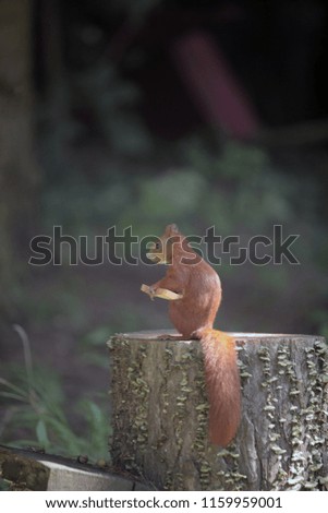funny animals outdoor: a photo of a cute red squirrel sitting on a cut tree trunk, holding a piece of bread, with green background, on a sunny day in Poland, Europe
