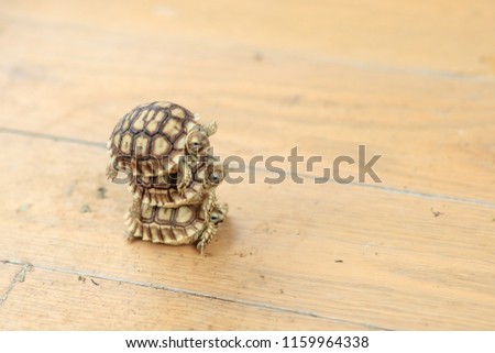 Stack of turtle