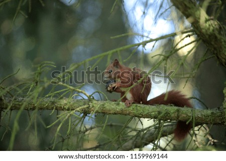 funny animals outdoor: horizontal  photography of a funny red squirrel sitting on a tree branch close up, eating a nut, with green background, on a sunny day in Poland, Europe