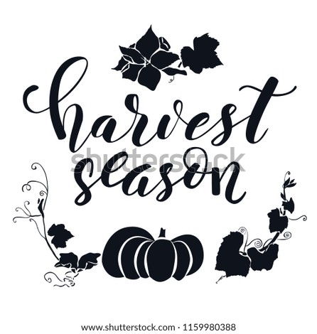 Hand drawn lettering Harvest season. Hand written elegant phrase isoleted on white for your design. Handwritten Illustration. Can be printed on greeting cards, paper and textile designs, etc