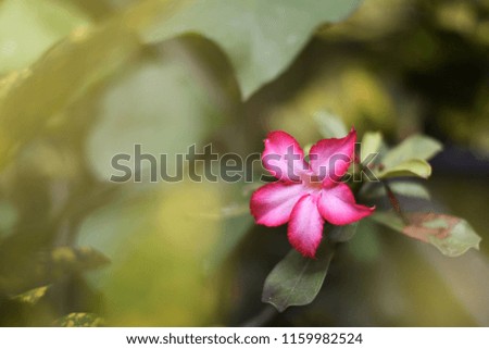 Pink flower background in nature environment.