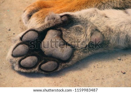 Front paw of a tiger