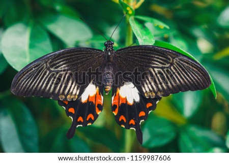  black butterfly, Papilio rumanzovia sitting on green branch