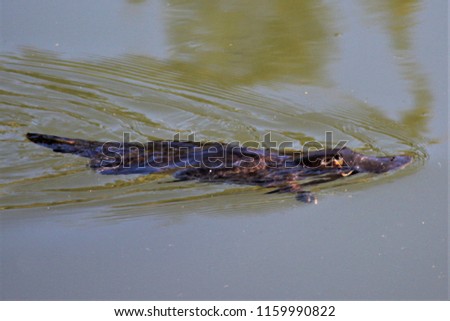 Platypus swimming in the Mary river through Gympie QLD Australia